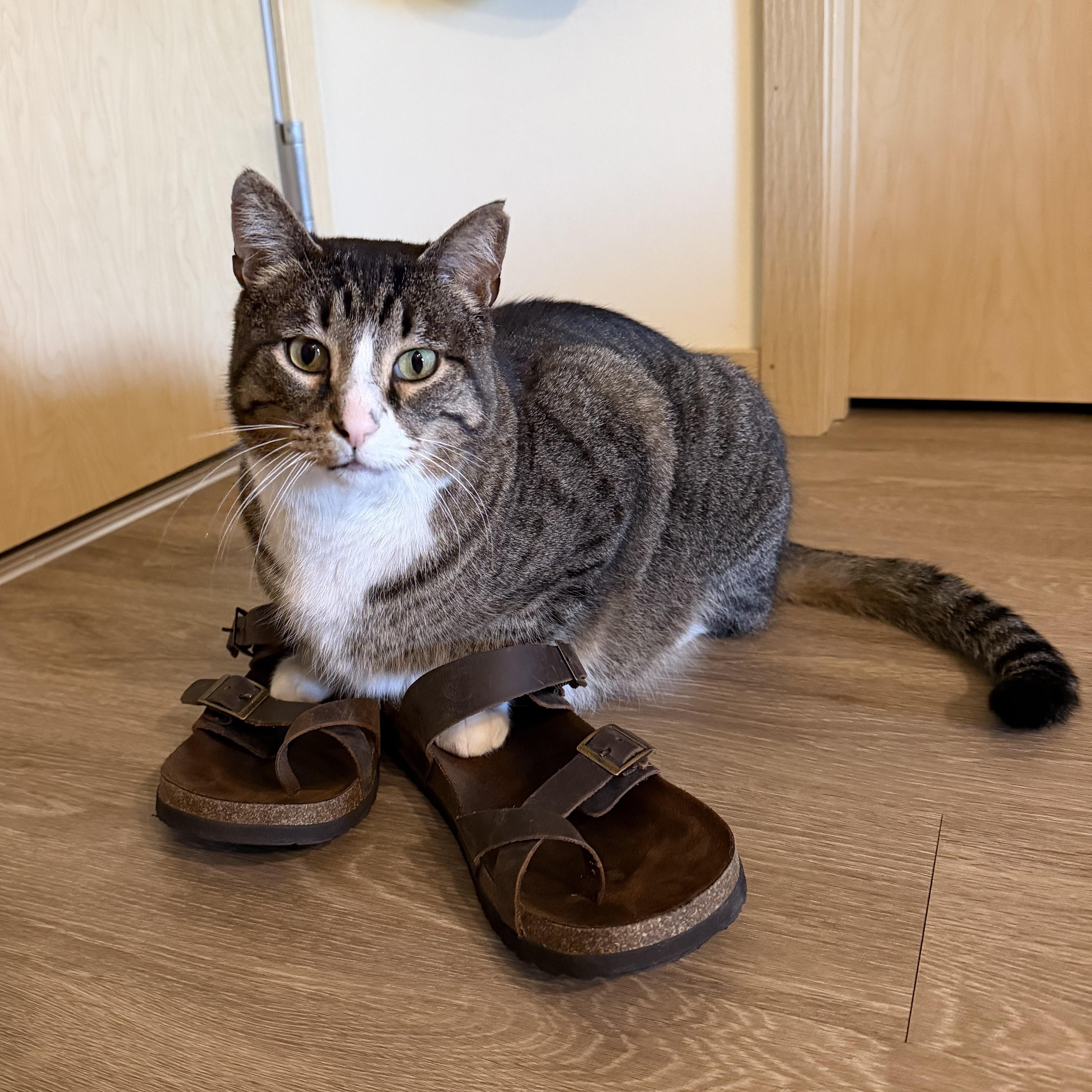 Squish, Adoptable, Adult Male Domestic Short Hair.