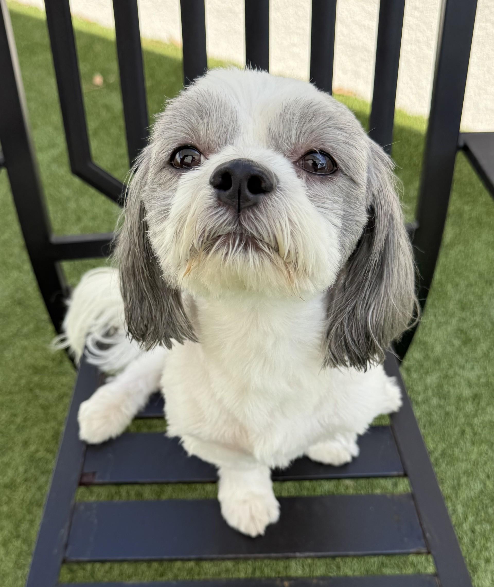 Chico 5