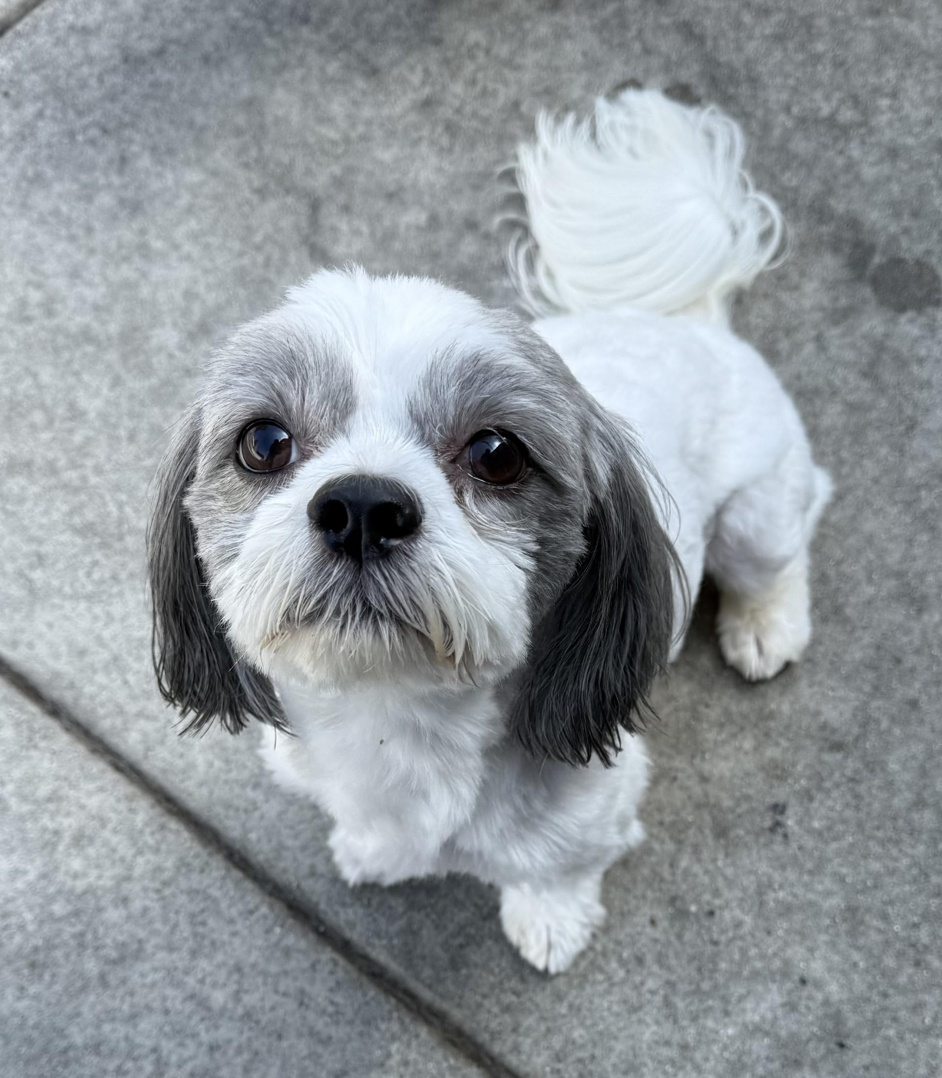Chico 5