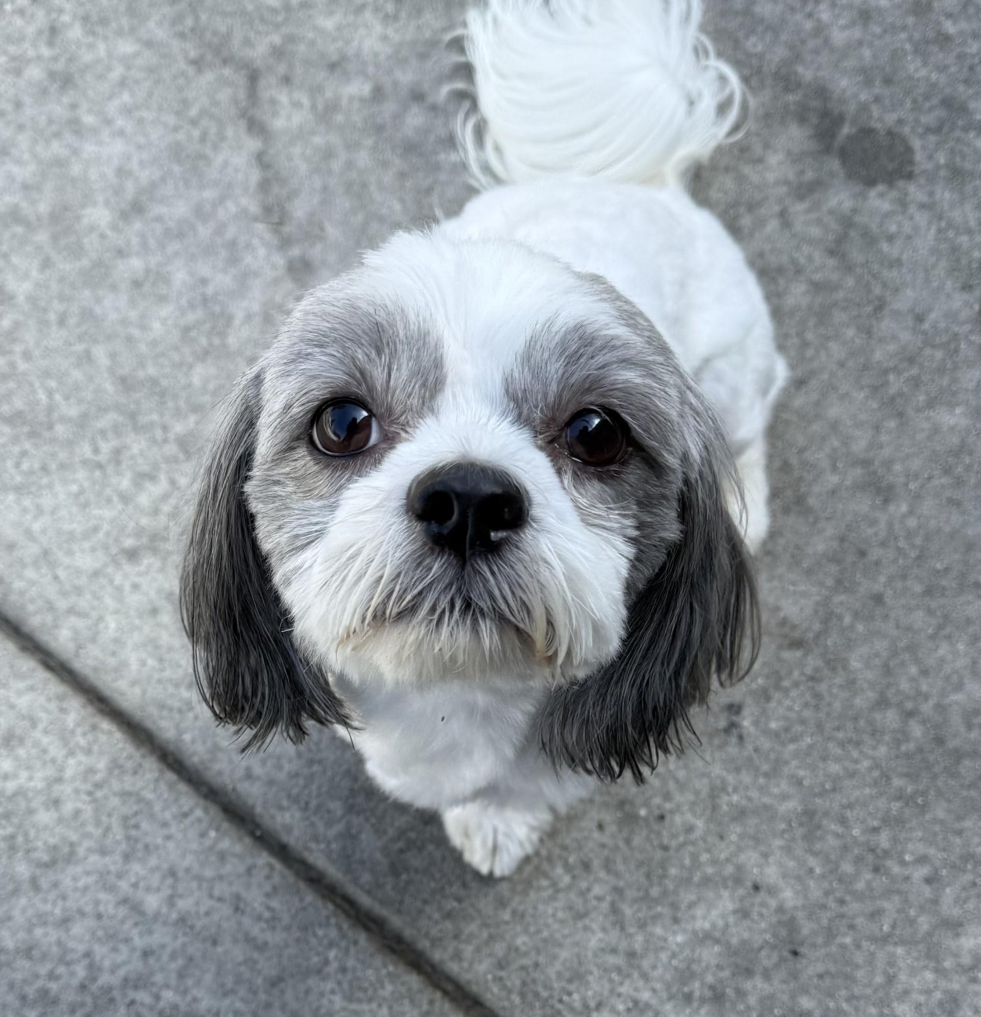 Chico 5