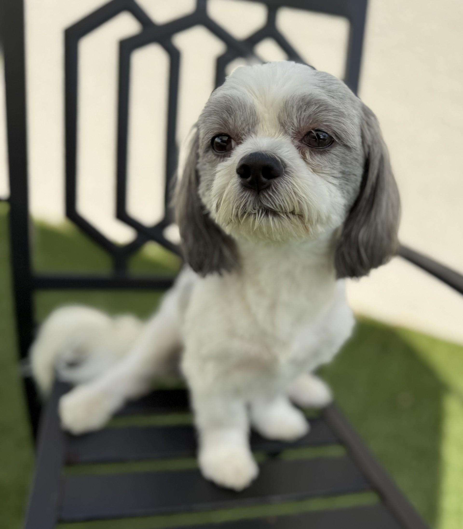 Chico 5