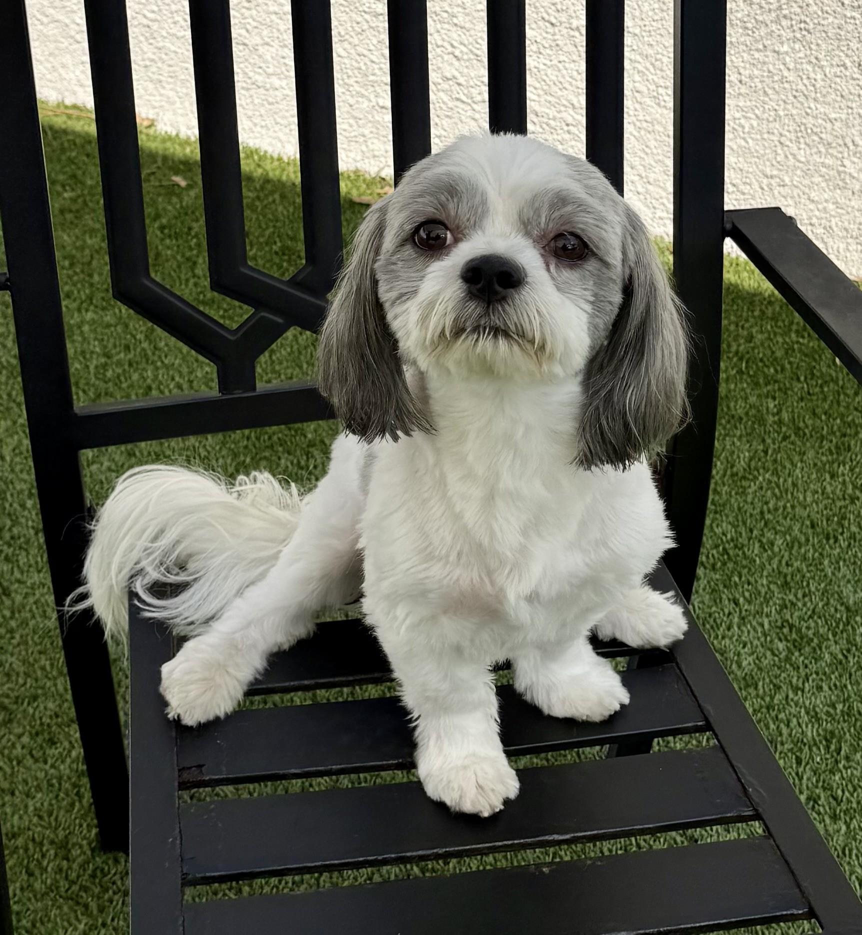 Chico 5