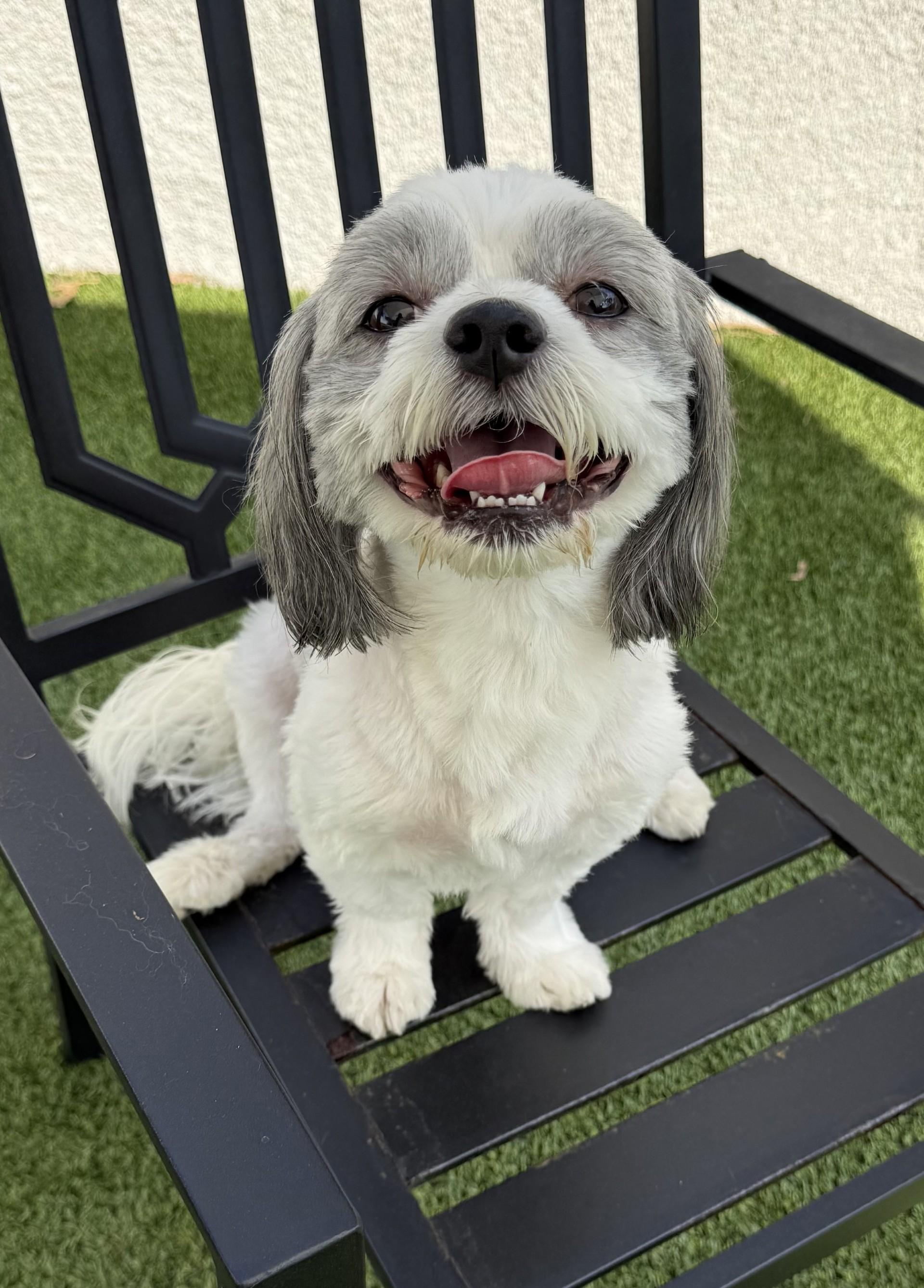 Chico 5