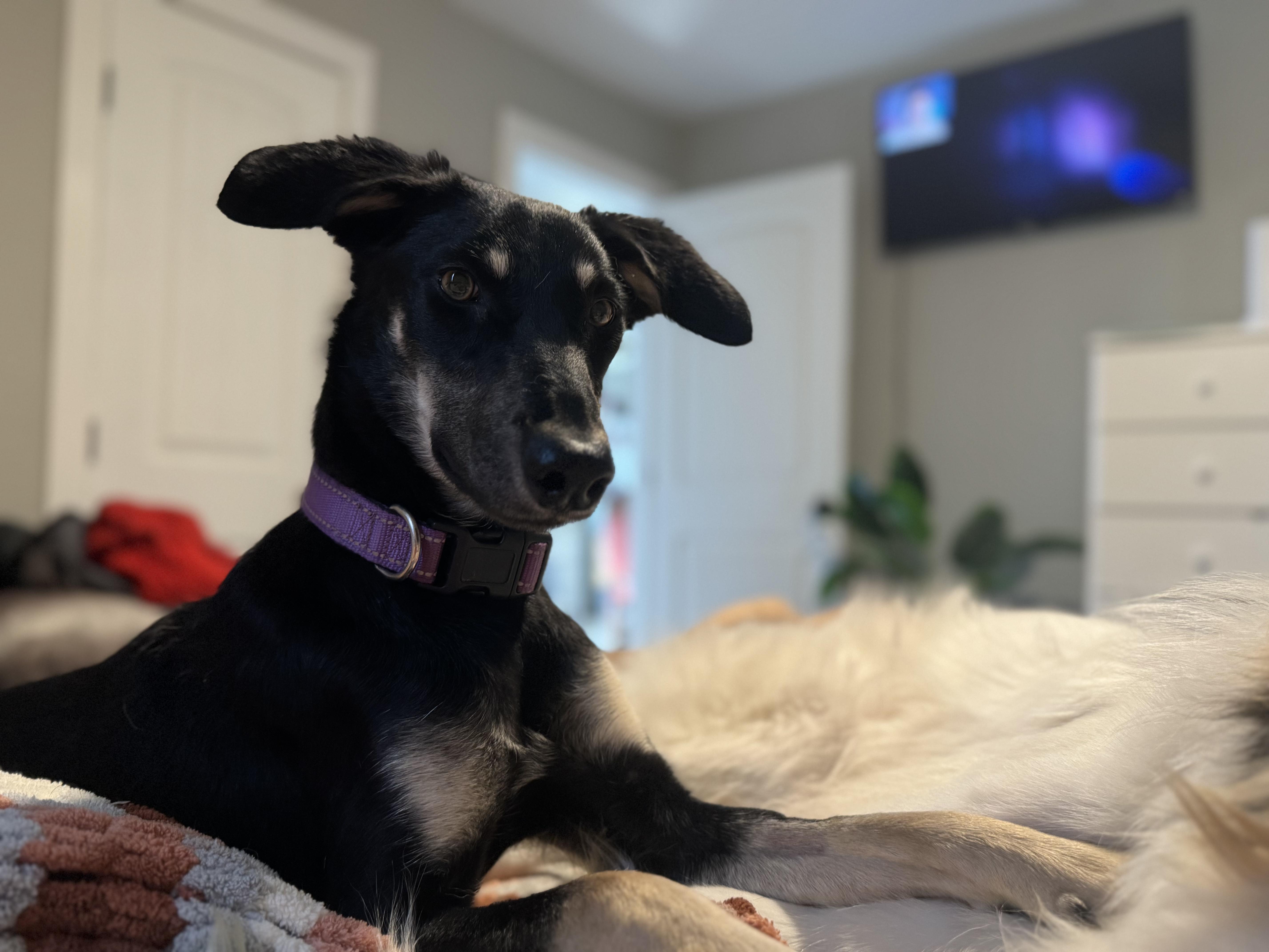 Leia photo 3