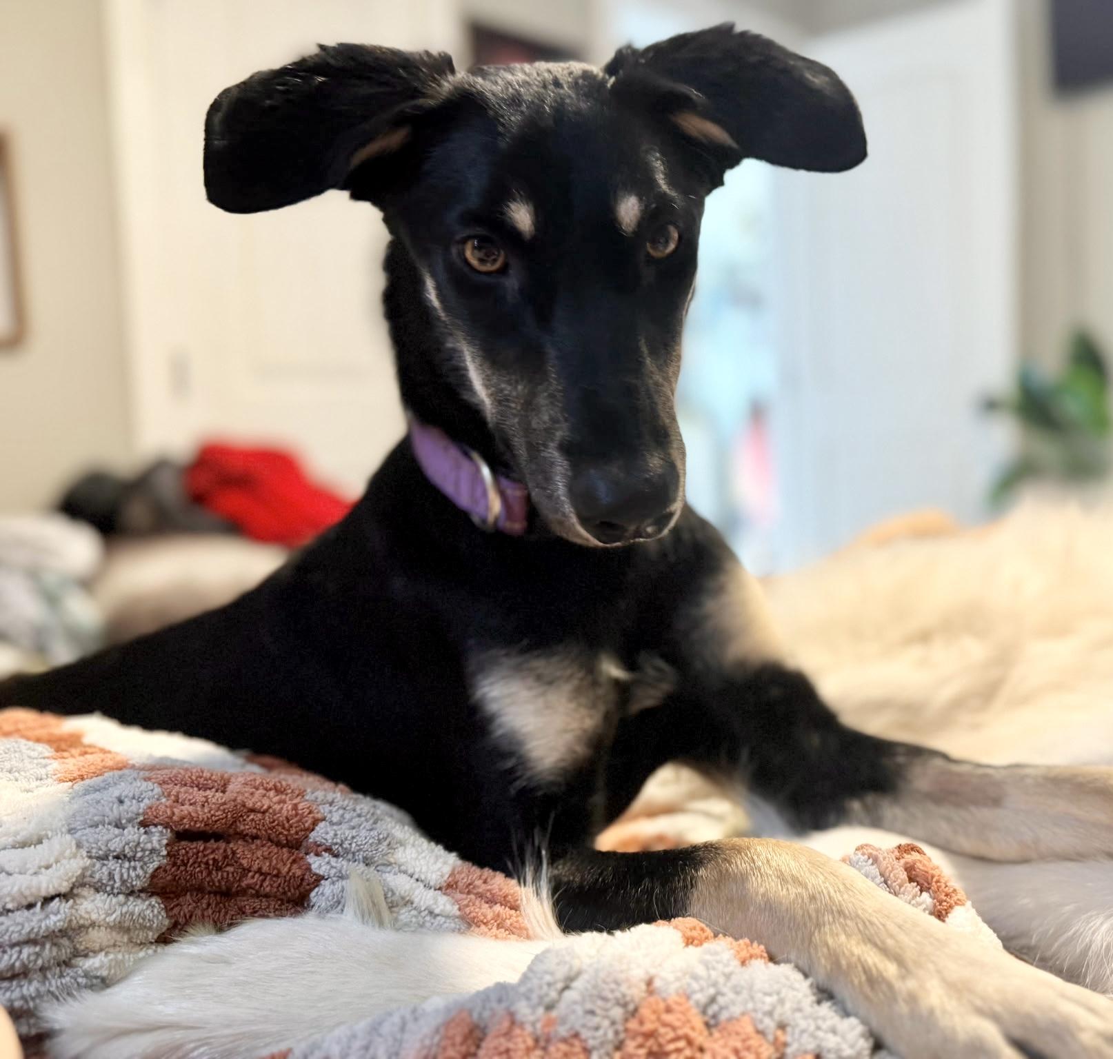 Leia, a Adoptable mixed breed in Pocatello, ID image 1/6