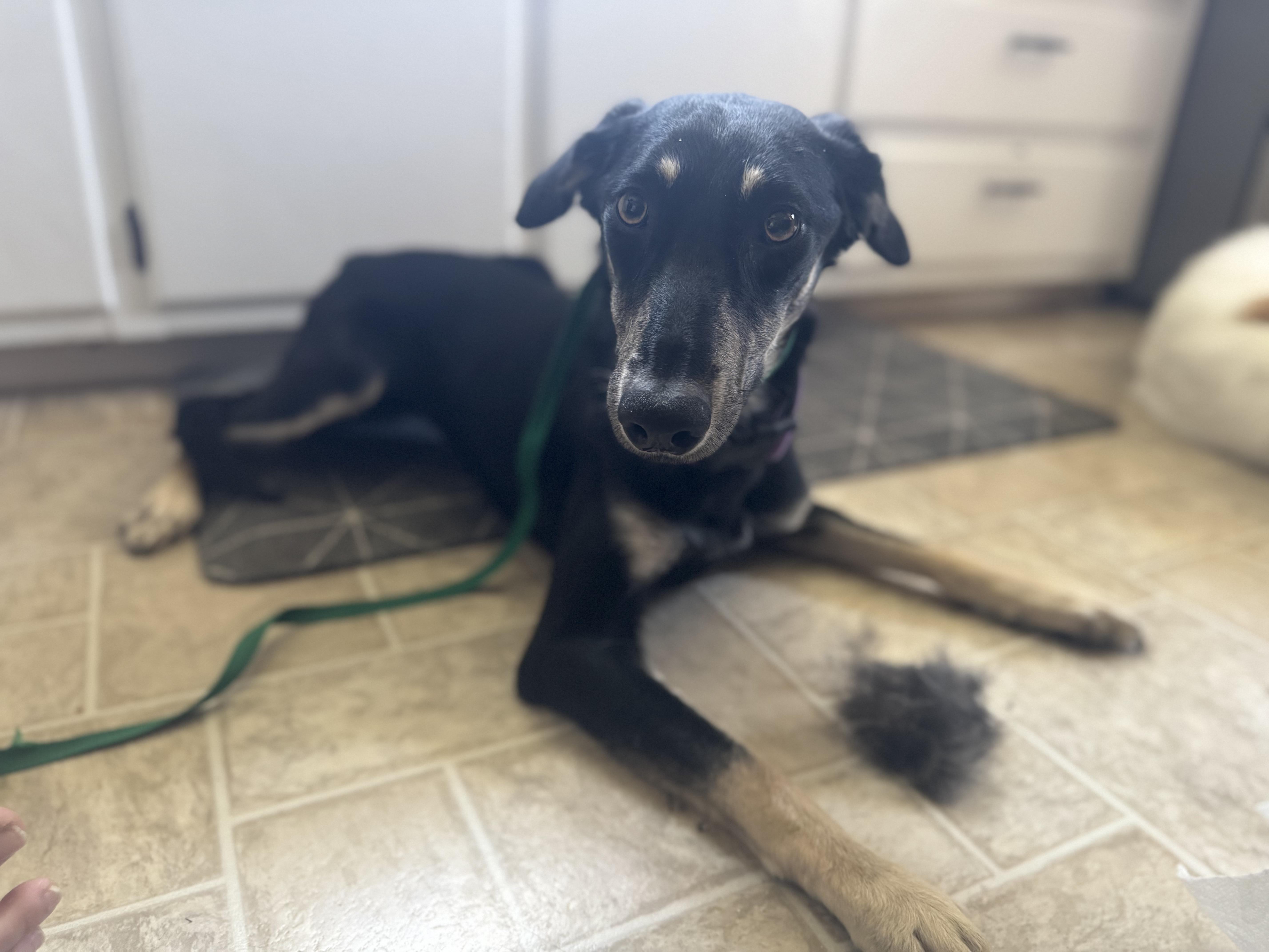 Leia, a Adoptable mixed breed in Pocatello, ID image 2/6