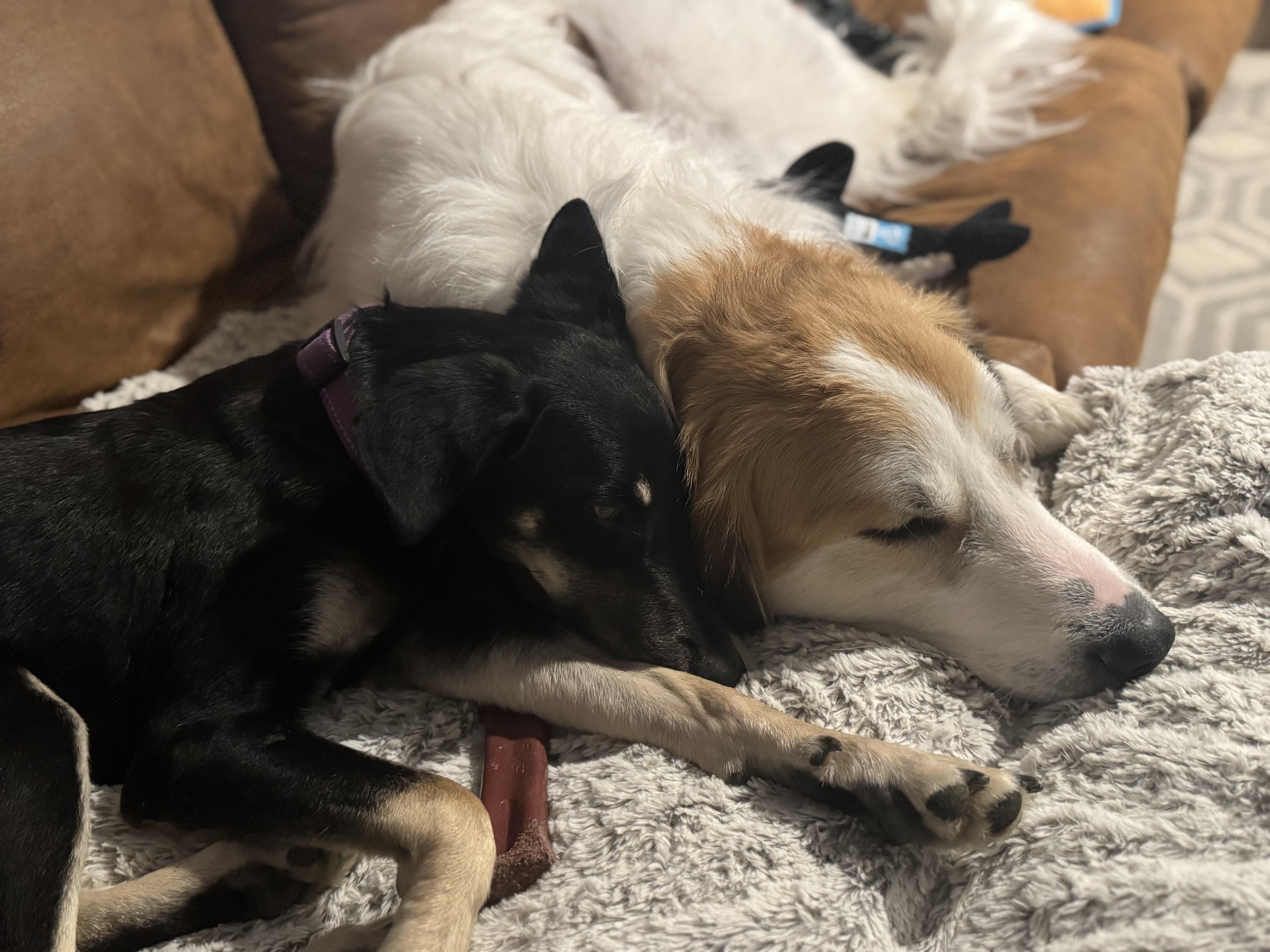 Leia, a Adoptable mixed breed in Pocatello, ID image 5/6