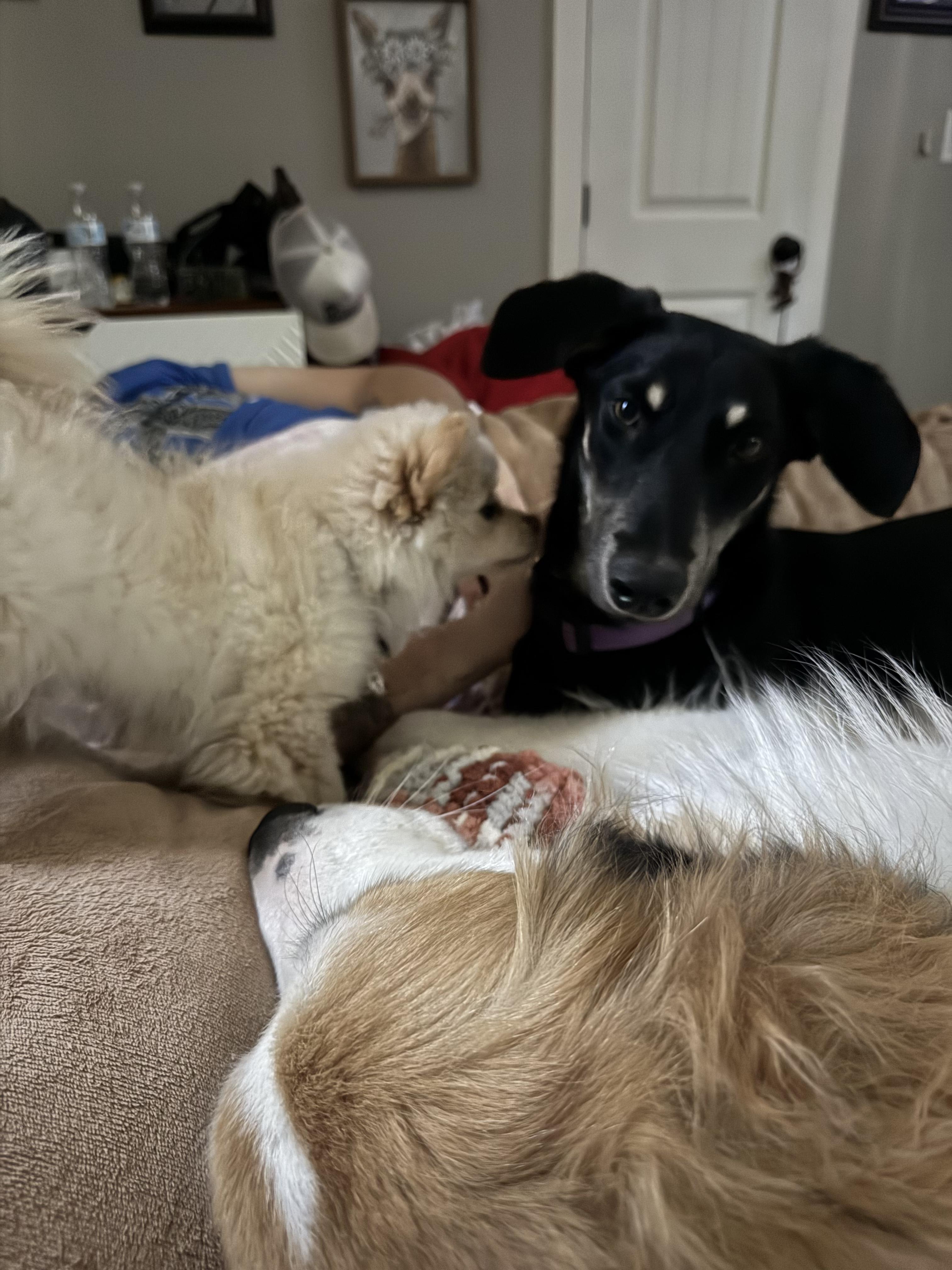 Leia, a Adoptable mixed breed in Pocatello, ID image 4/6