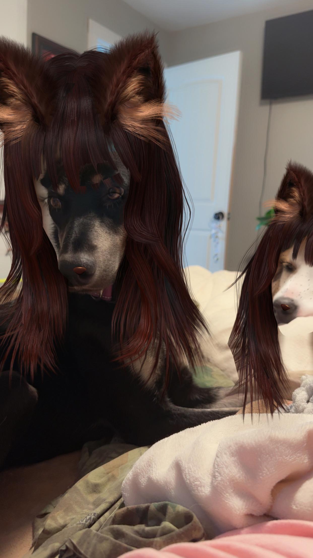 Leia, a Adoptable mixed breed in Pocatello, ID image 6/6