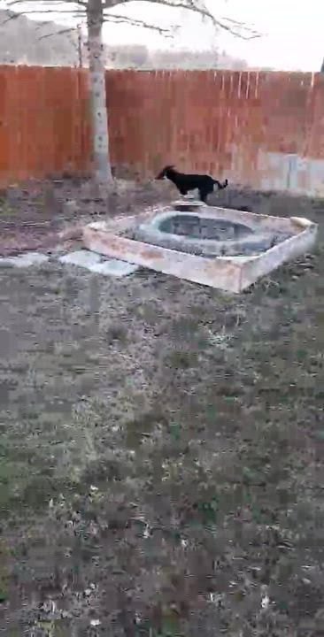 Enlarge Leia, a Adoptable mixed breed in Pocatello, ID video 3/6