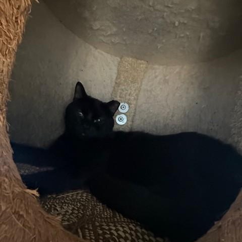 Modelo, ADOPTABLE, Adult Male Domestic Short Hair.