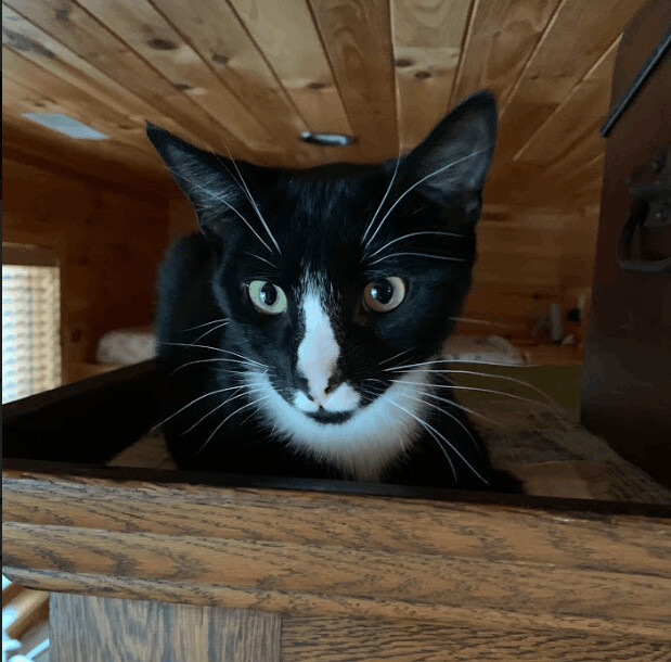 Enlarge KitKat, a Adoptable mixed breed in Hawley, PA image 1/6