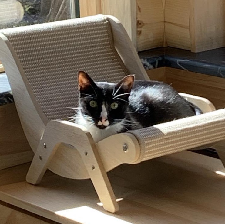 Enlarge KitKat, a Adoptable mixed breed in Hawley, PA image 2/6