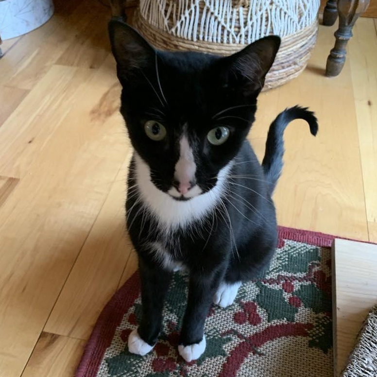 Enlarge KitKat, a Adoptable mixed breed in Hawley, PA image 3/6