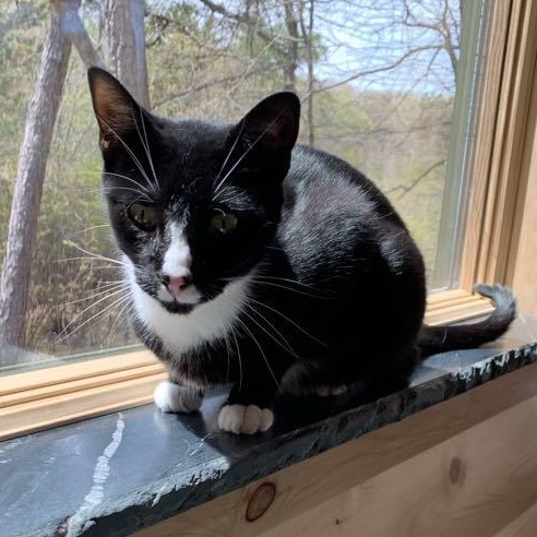 Enlarge KitKat, a Adoptable mixed breed in Hawley, PA image 4/6