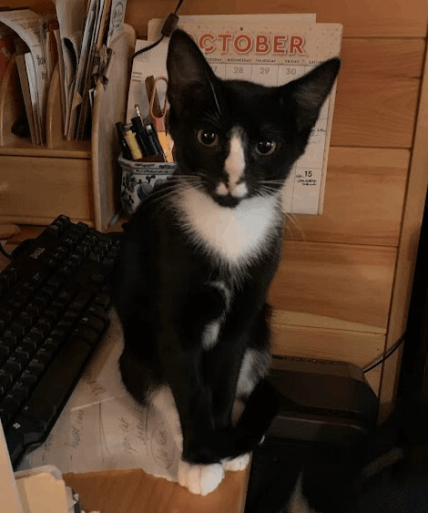 Enlarge KitKat, a Adoptable mixed breed in Hawley, PA image 5/6