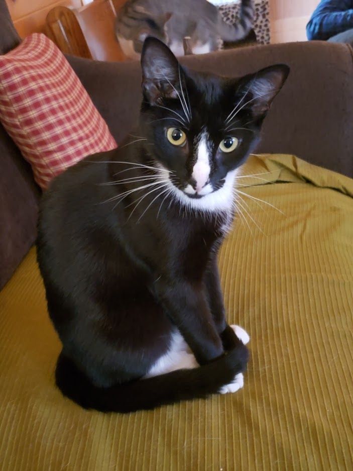 Enlarge KitKat, a Adoptable mixed breed in Hawley, PA image 6/6