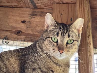 Flaquita, Young Female Domestic Short Hair