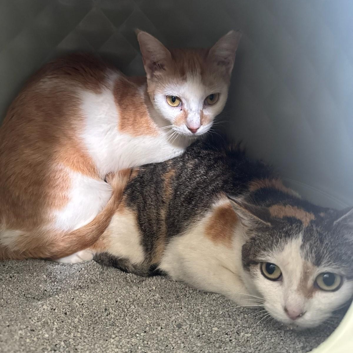 Enlarge Harley, a Adoptable Domestic Short Hair in Boston, MA image 2/4