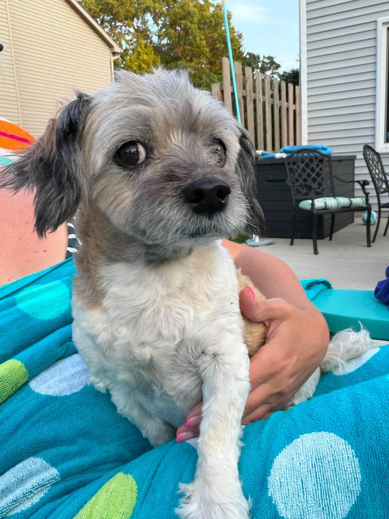 Essie, Adoptable, Senior Female Havanese.