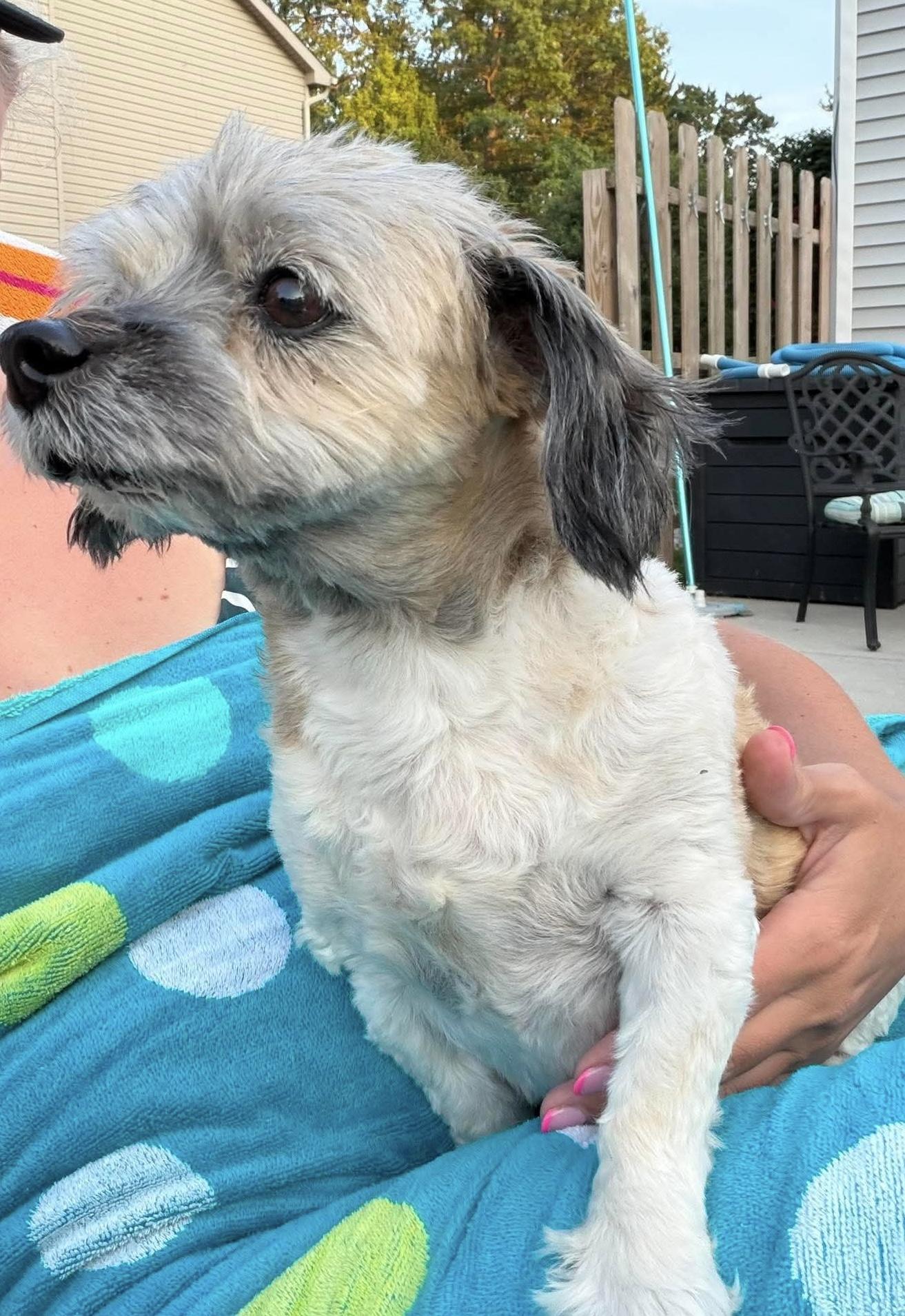 Essie, a Adoptable mixed breed in Toledo, OH image 3/3