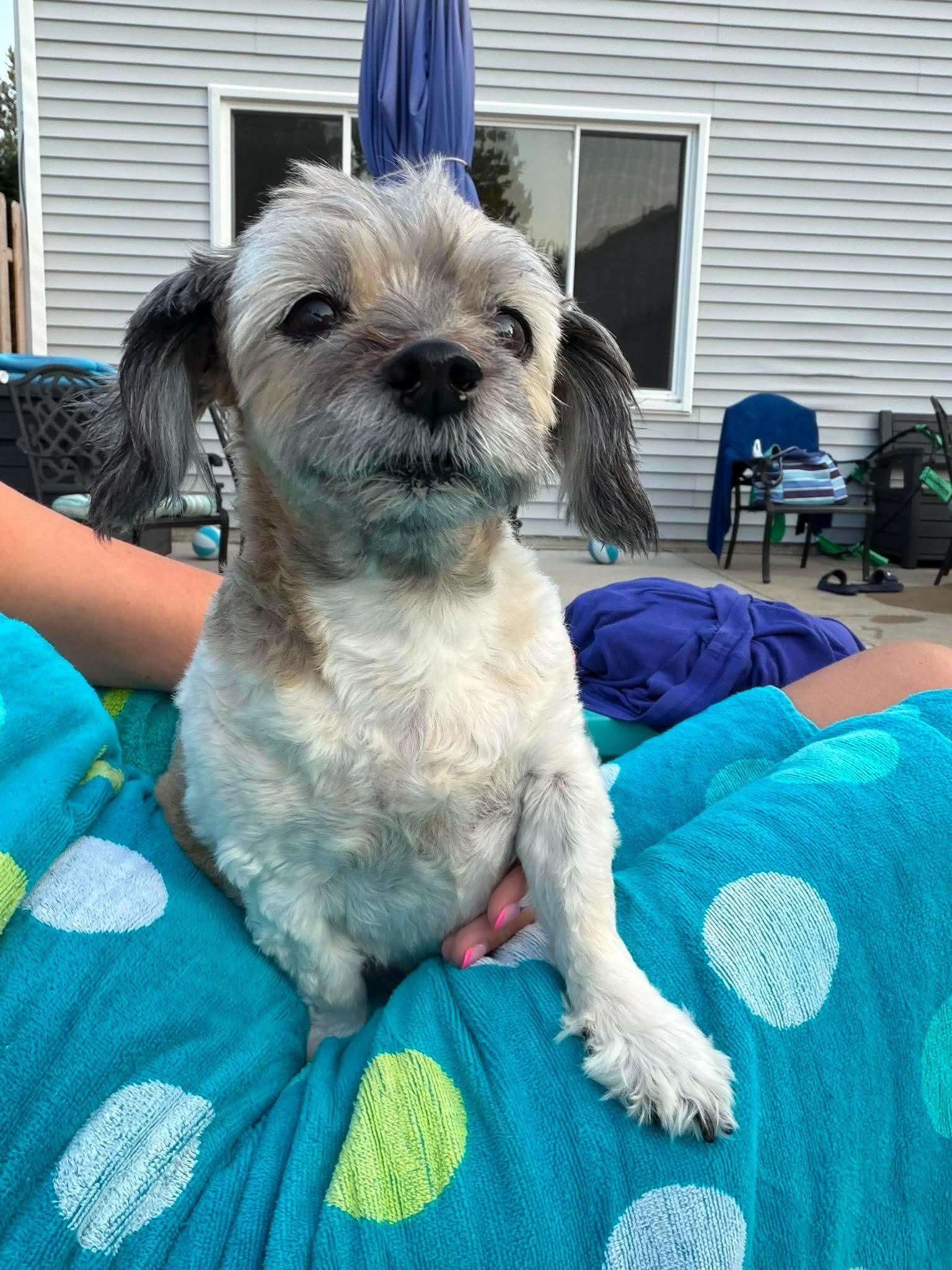 Essie, a Adoptable mixed breed in Toledo, OH image 2/3