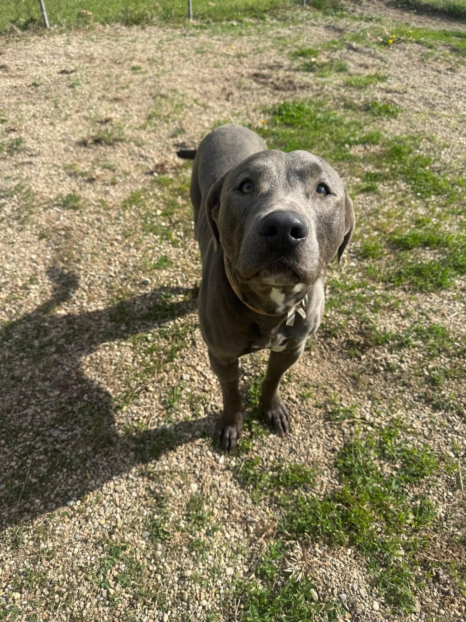 Enlarge Chance, an adopted Labrador Retriever in Indianapolis, IN image 6/6