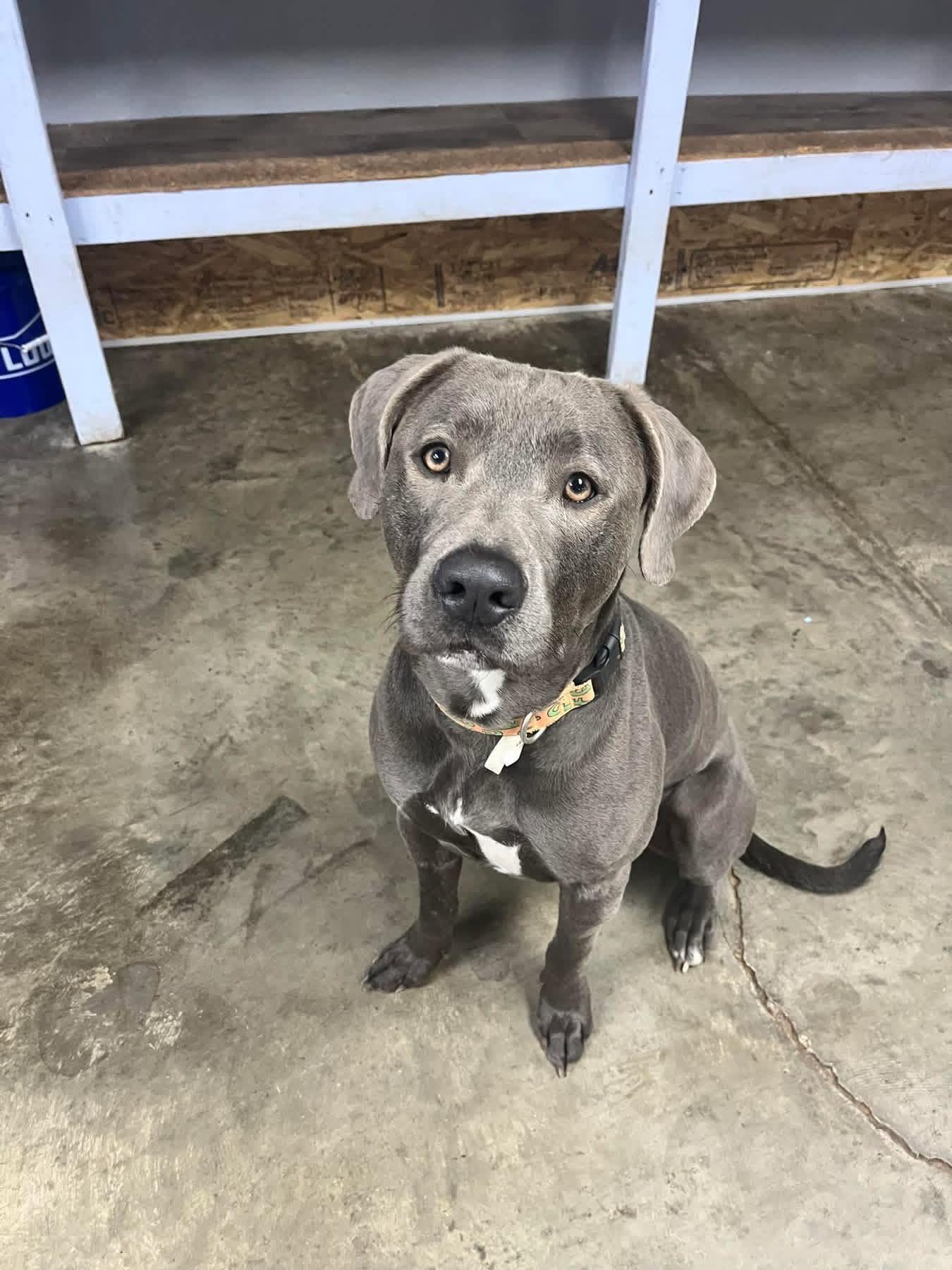 Chance, adopted, Young Male Labrador Retriever.