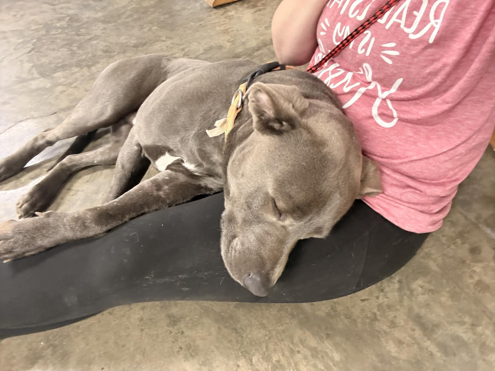 Enlarge Chance, an adopted Labrador Retriever in Indianapolis, IN image 4/6