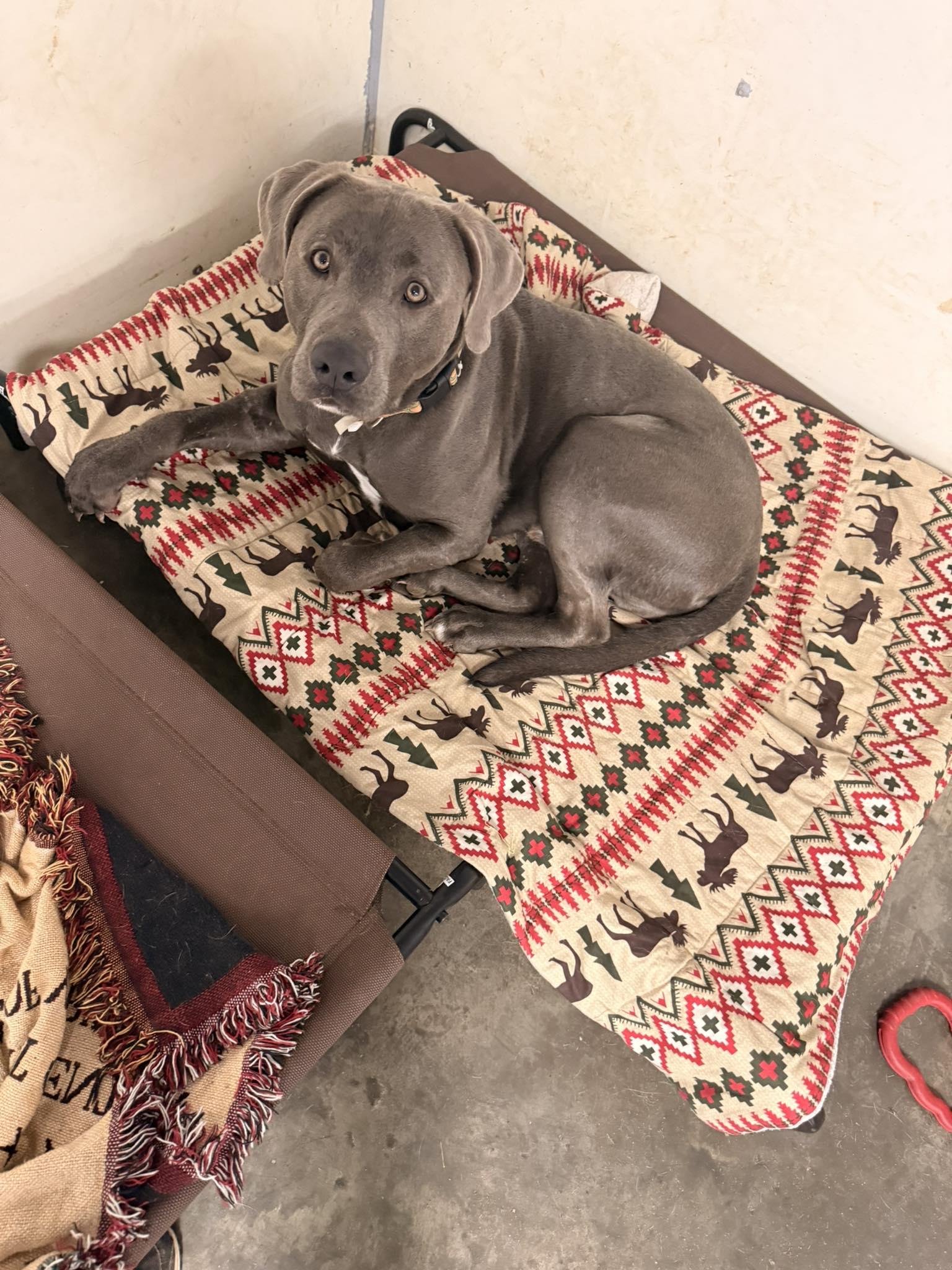 Enlarge Chance, an adopted Labrador Retriever in Indianapolis, IN image 3/6