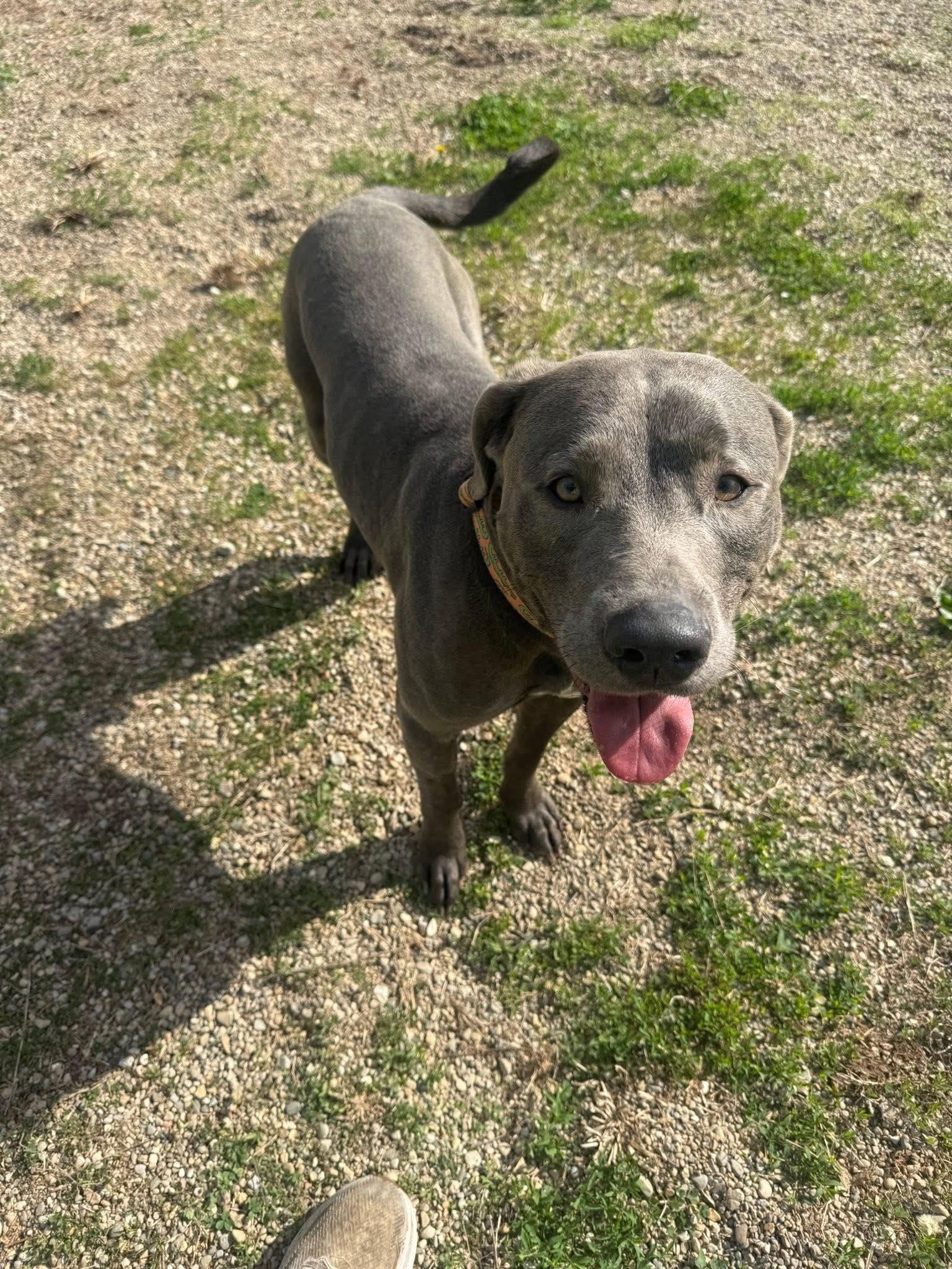 Enlarge Chance, an adopted Labrador Retriever in Indianapolis, IN image 5/6
