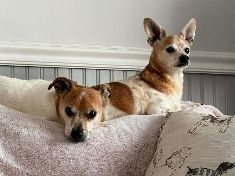 Samantha, Adoptable, Senior Female Jack Russell Terrier & Mixed Breed.