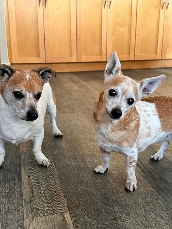 Samantha, Adoptable, Senior Female Jack Russell Terrier & Mixed Breed.