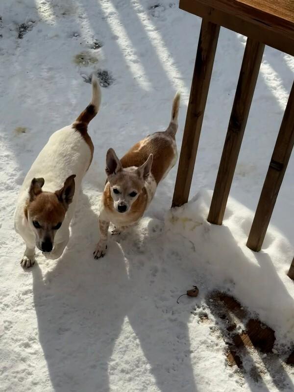 Enlarge Samantha, a Adoptable mixed breed in Athens, ON image 3/6