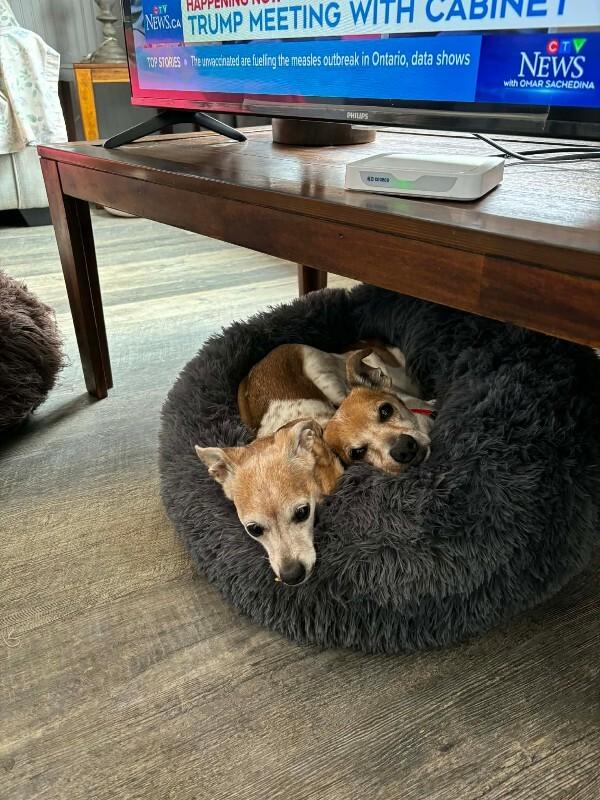 Enlarge Samantha, a Adoptable mixed breed in Athens, ON image 4/6