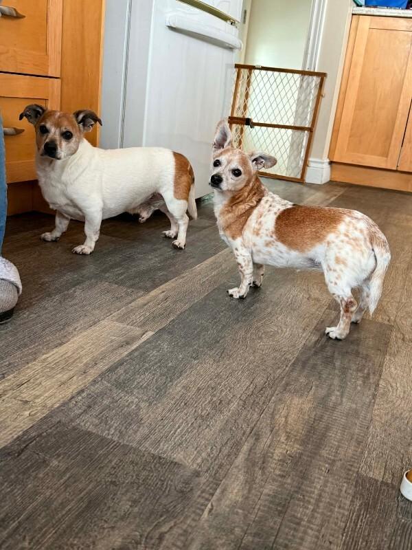 Enlarge Samantha, a Adoptable mixed breed in Athens, ON image 5/6