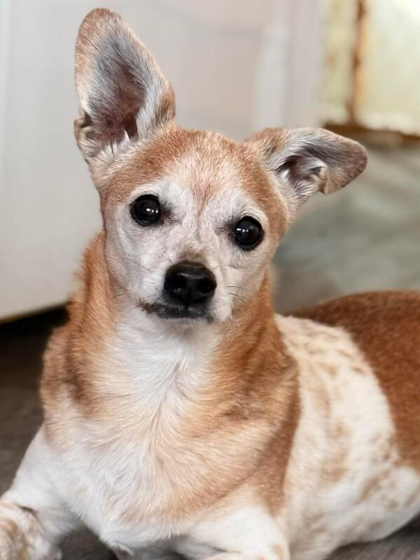 Enlarge Samantha, a Adoptable mixed breed in Athens, ON image 5/6