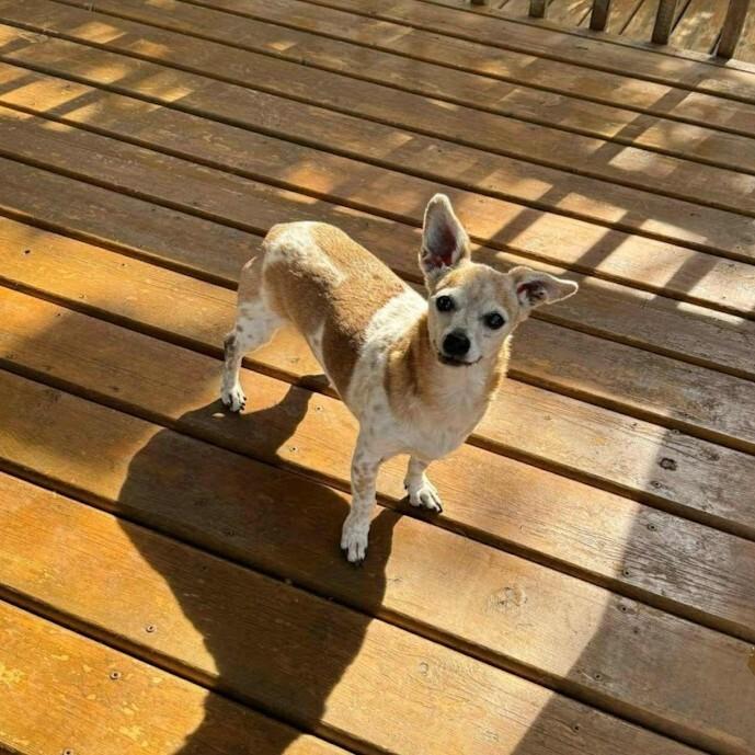 Enlarge Samantha, a Adoptable mixed breed in Athens, ON image 6/6