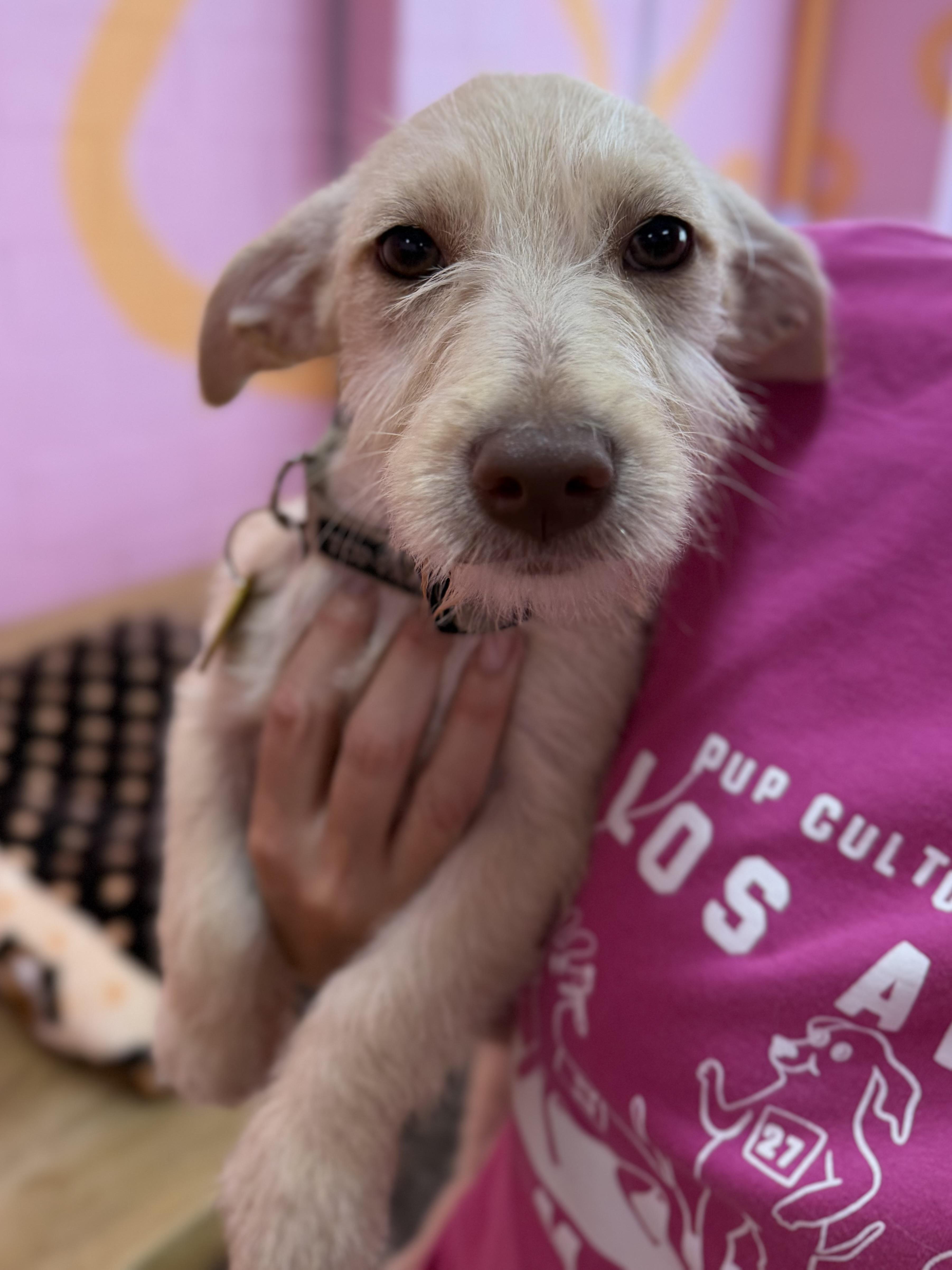 Kevin, ADOPTABLE, Puppy Male Terrier & Dachshund.