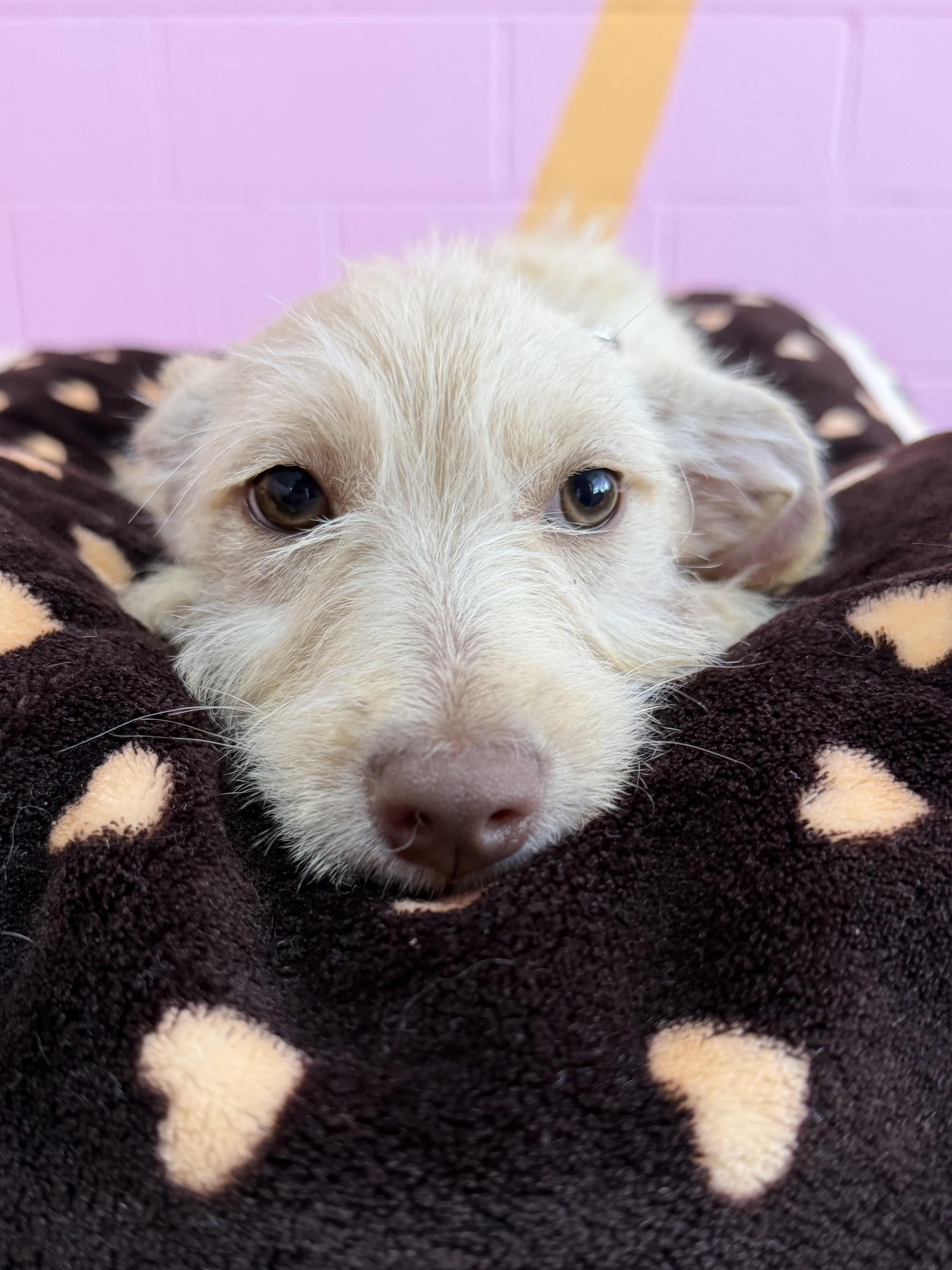Enlarge Kevin, a ADOPTABLE mixed breed in Pasadena, CA image 2/3