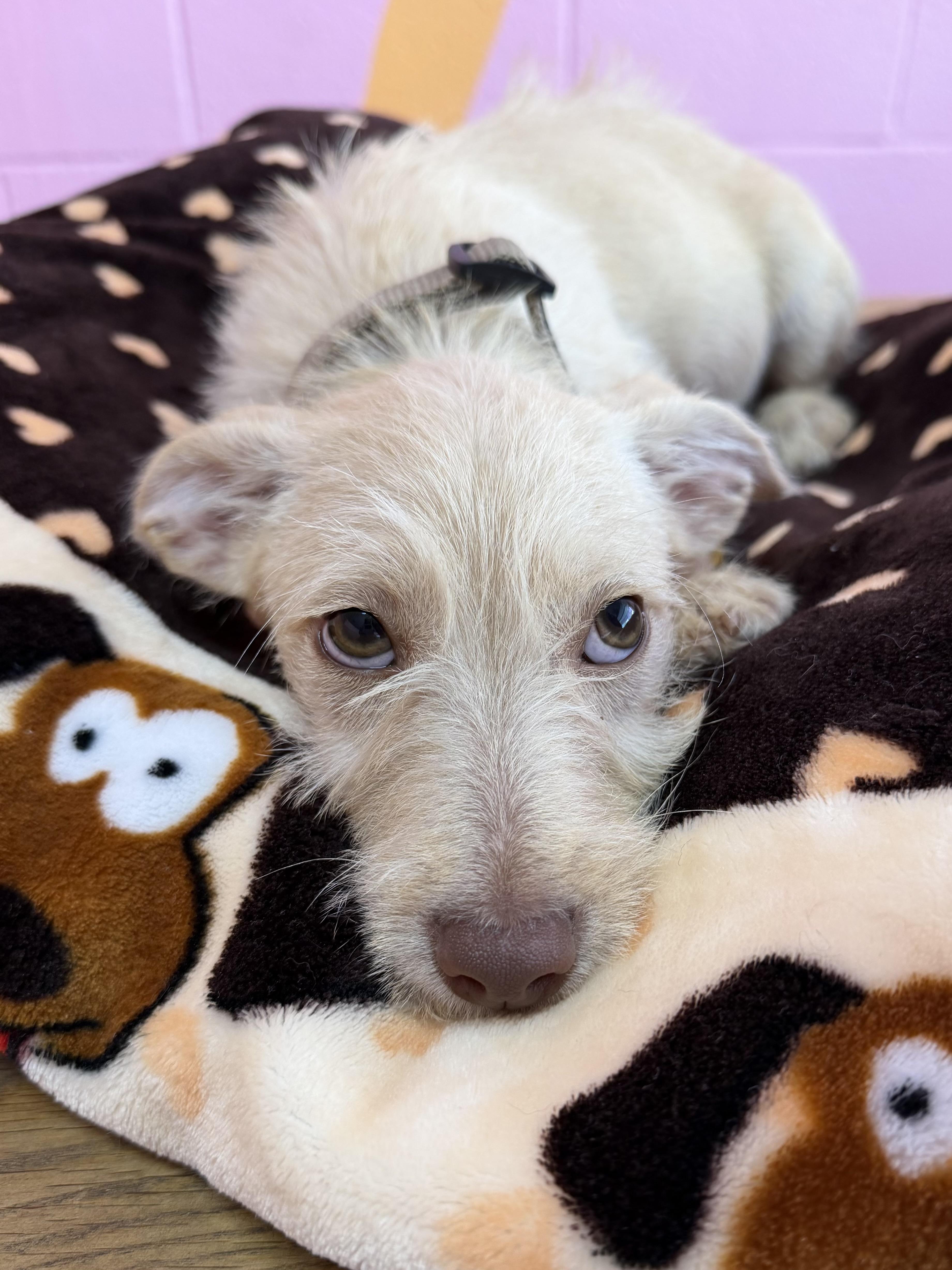 Enlarge Kevin, a ADOPTABLE mixed breed in Pasadena, CA image 3/3