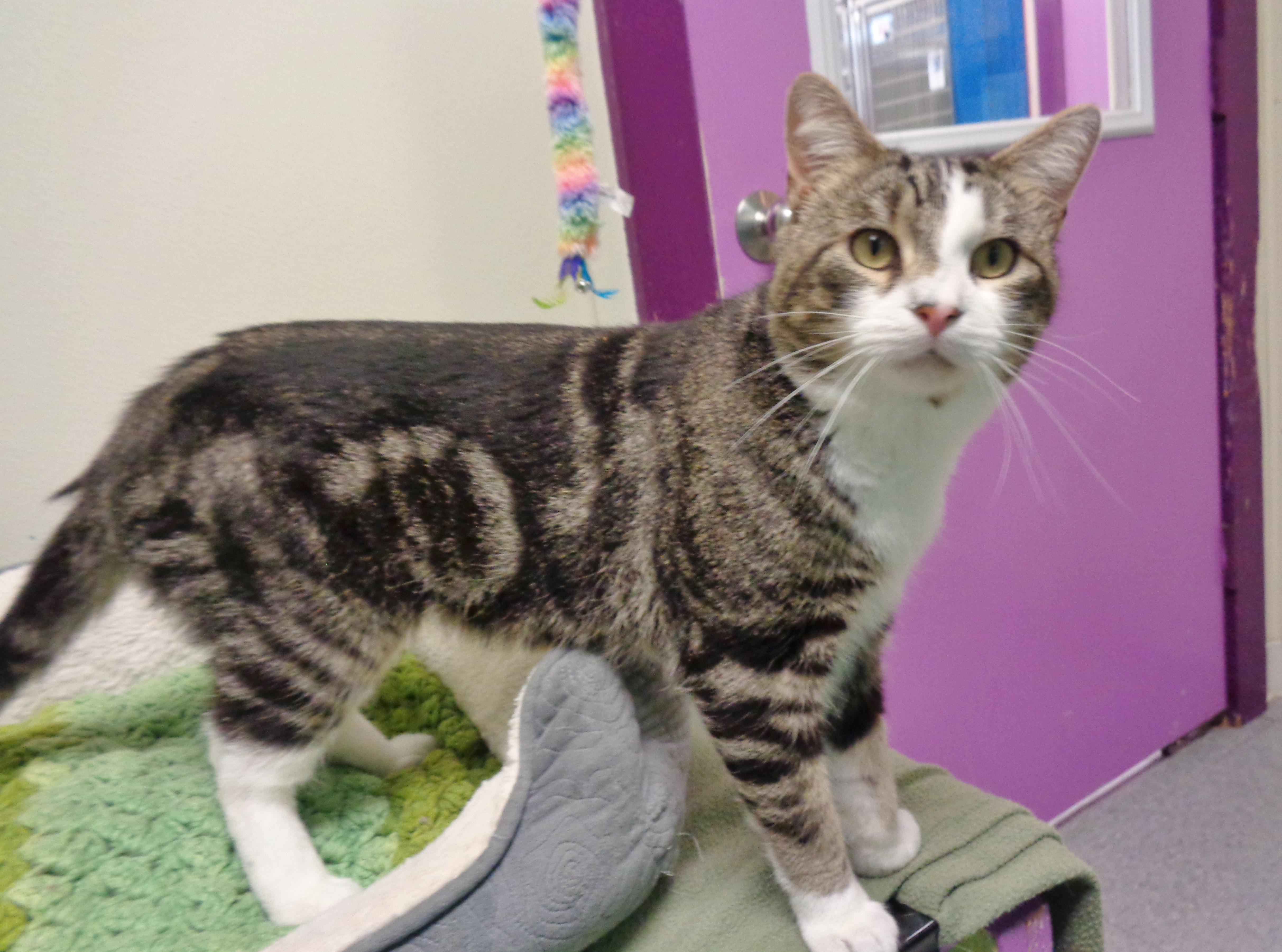 BEARCLAW, an adopted Tabby in Delhi, NY image 2/6