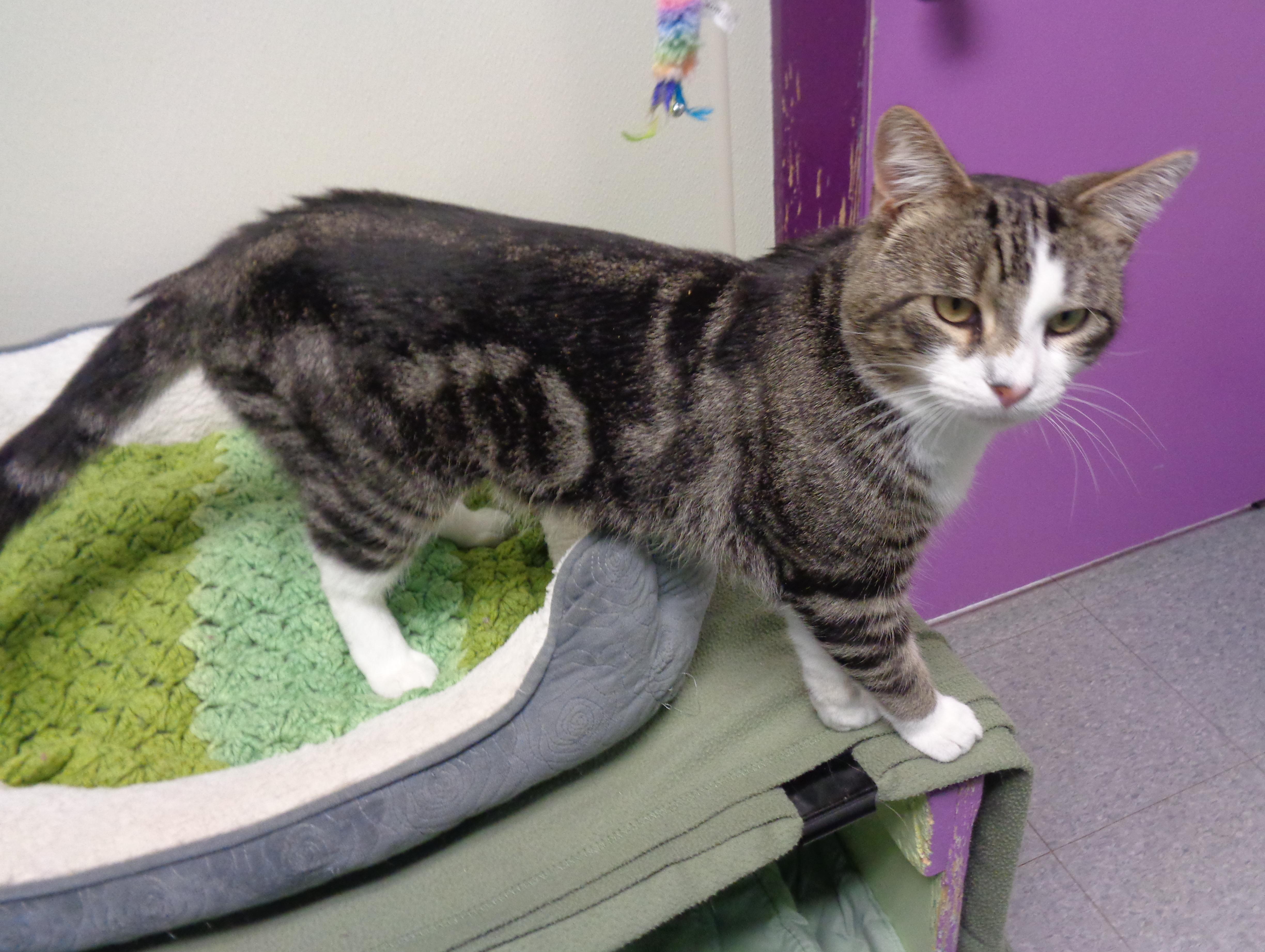 BEARCLAW, an adopted Tabby in Delhi, NY image 6/6