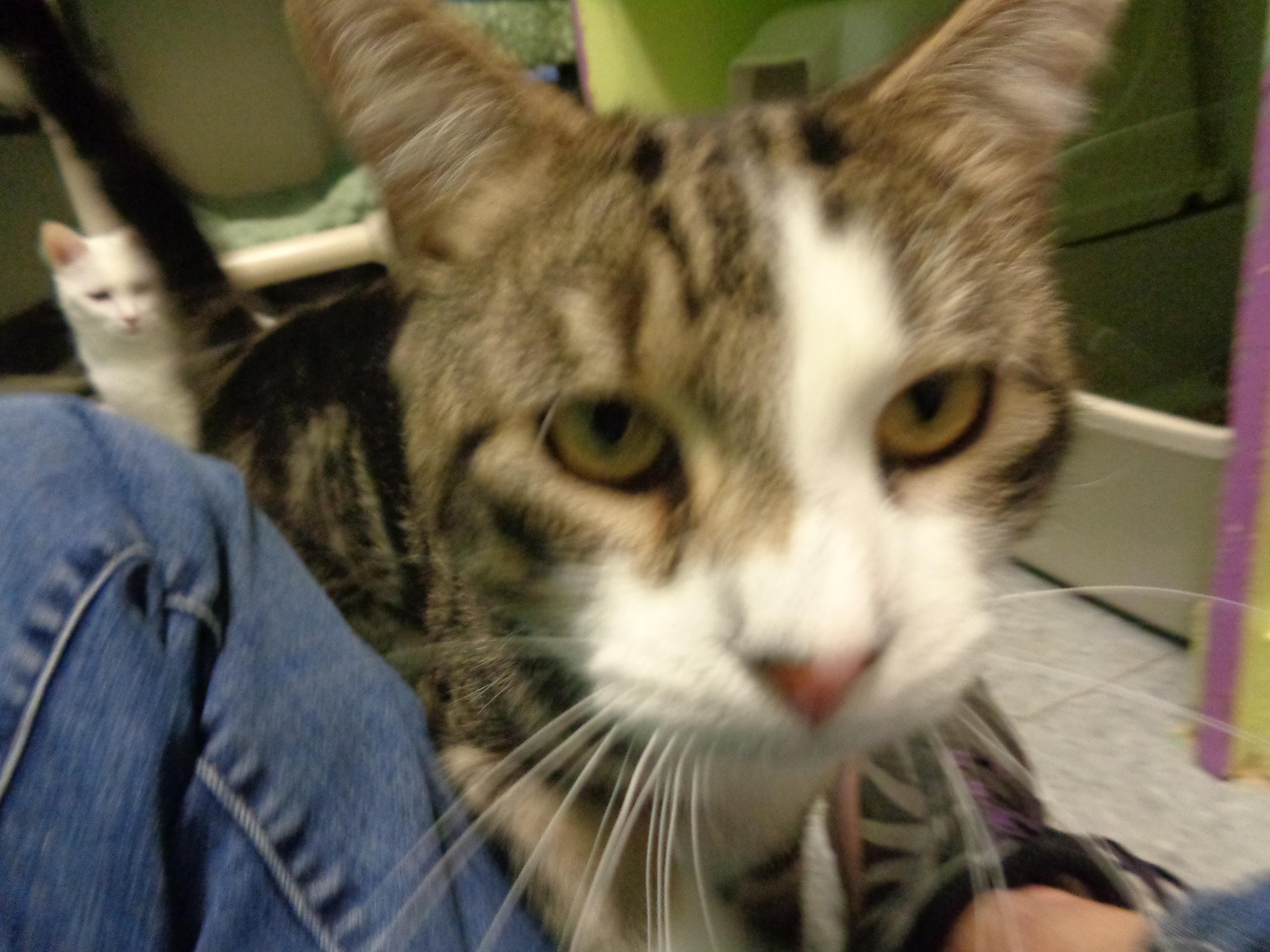 BEARCLAW, an adopted Tabby in Delhi, NY image 4/6