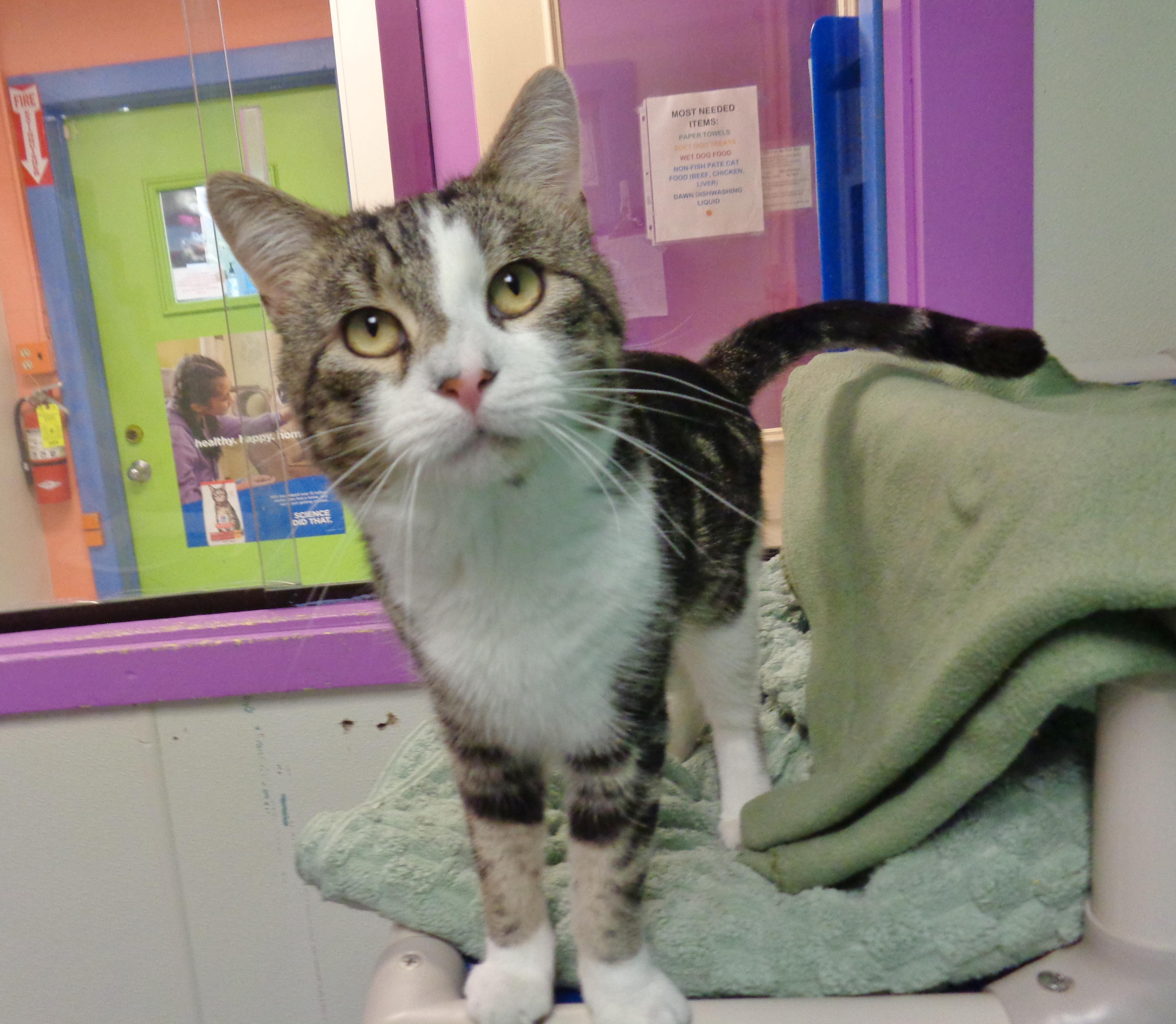 BEARCLAW, adopted, Young Male Tabby.