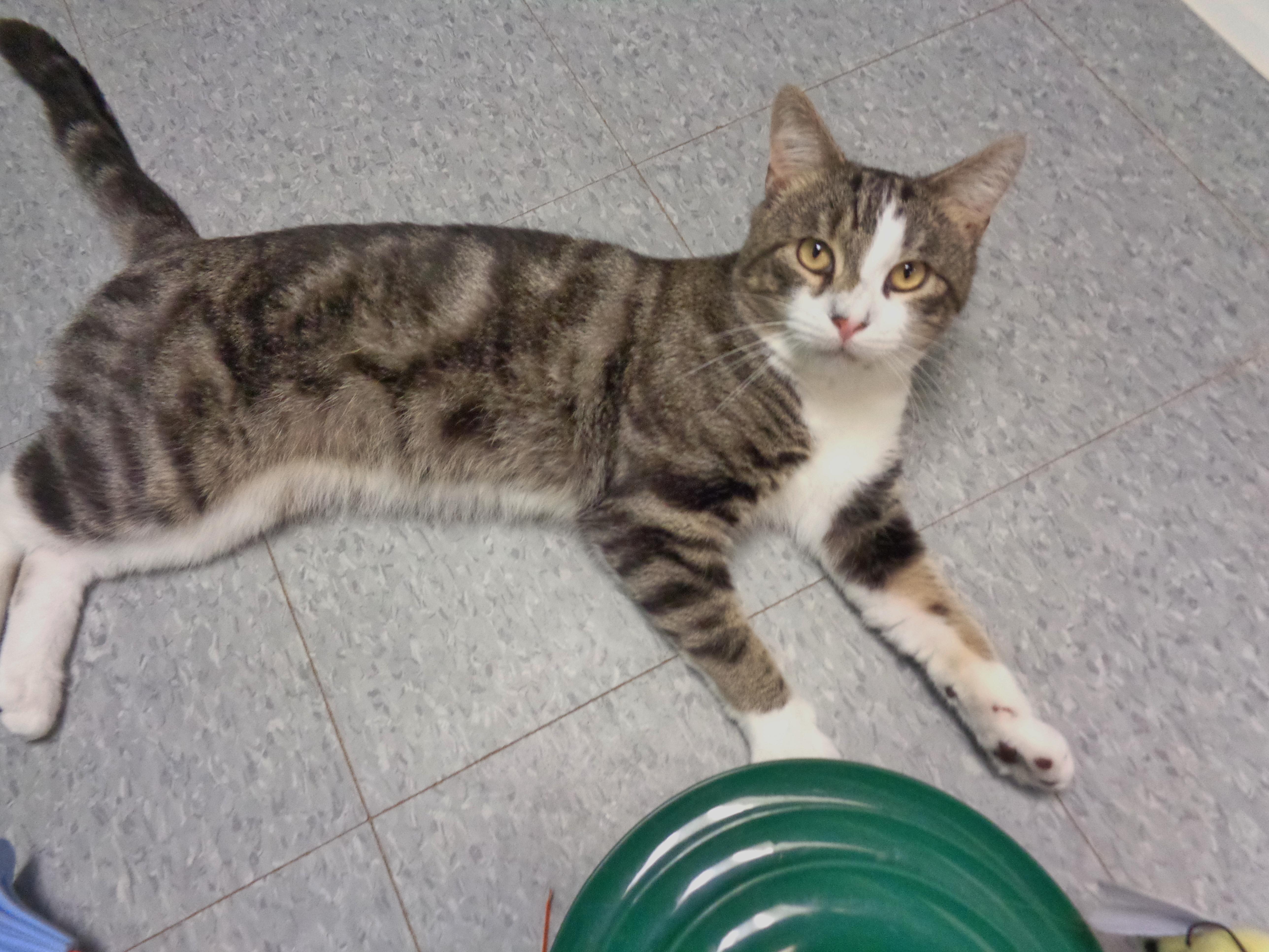 BEARCLAW, an adopted Tabby in Delhi, NY image 3/6