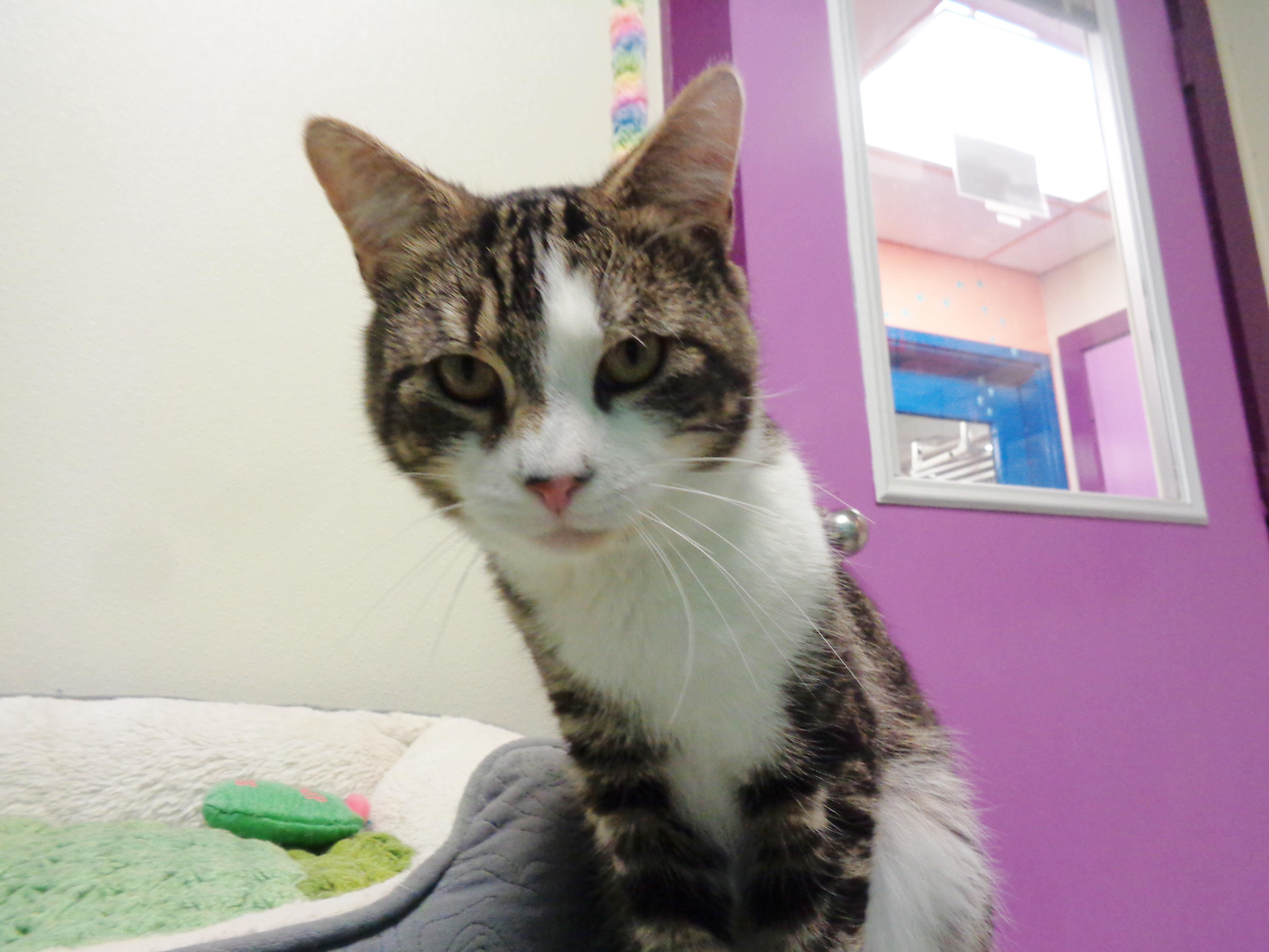 BEARCLAW, an adopted Tabby in Delhi, NY image 5/6