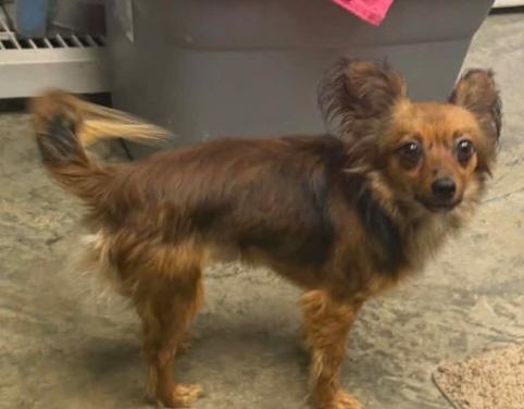 Enlarge Jake, a ADOPTABLE Papillon in Marengo, IL image 1/1