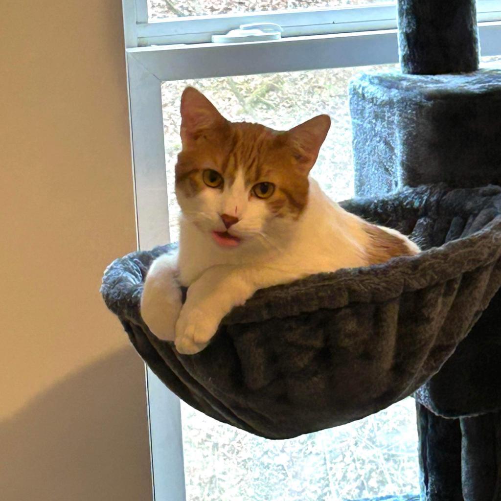 Jasper AKA Rocky - SPECIAL NEEDS - HCM, Adoptable, Adult Male Domestic Short Hair.