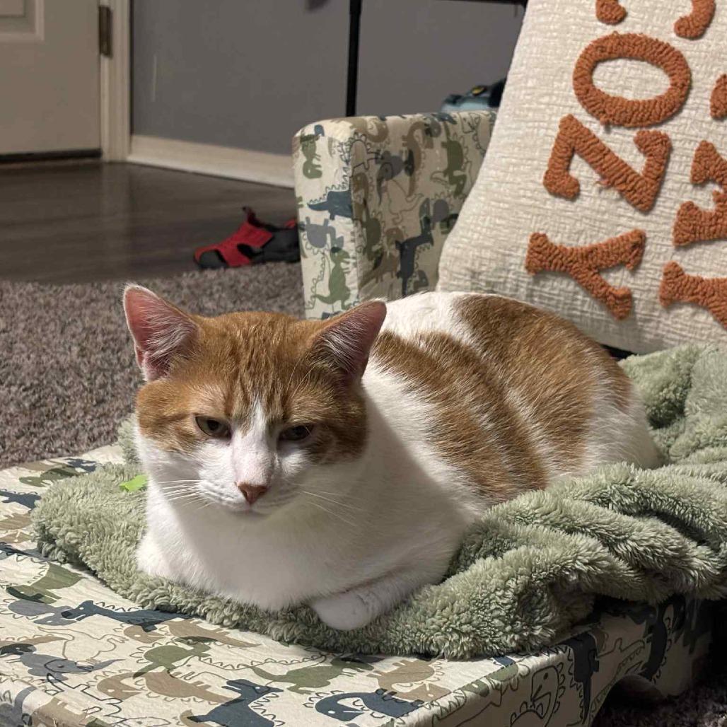 Jasper AKA Rocky - SPECIAL NEEDS - HCM, Adoptable, Adult Male Domestic Short Hair.